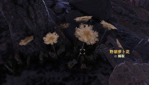 異塵餘生76 (Fallout 76) 日常任務胡蘿蔔花取得位置