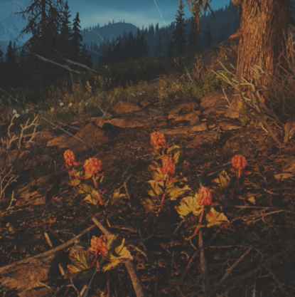 往日不再 (Days Gone) 全藥草收集點與地圖示意