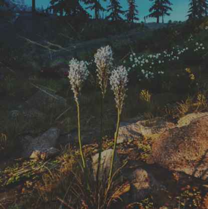 往日不再 (Days Gone) 全藥草收集點與地圖示意