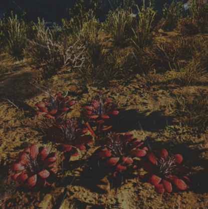往日不再 (Days Gone) 全藥草收集點與地圖示意