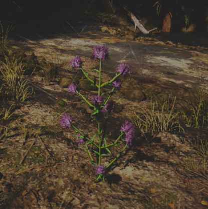 往日不再 (Days Gone) 全藥草收集點與地圖示意