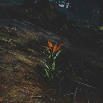 往日不再 (Days Gone) 全藥草收集點與地圖示意