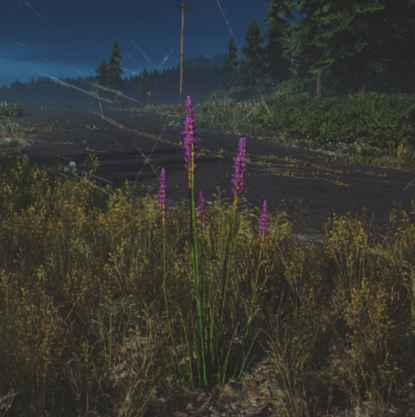 往日不再 (Days Gone) 全藥草收集點與地圖示意