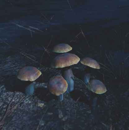 往日不再 (Days Gone) 全藥草收集點與地圖示意