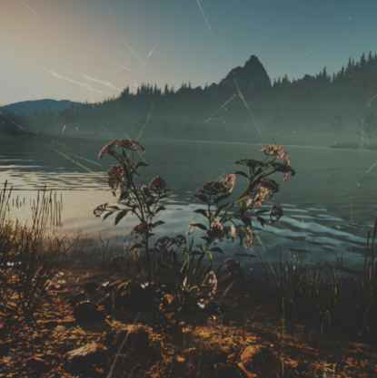 往日不再 (Days Gone) 全藥草收集點與地圖示意