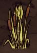 飢荒 (Don't Starve) 植物、生物材料效果與可製作物品分享 圖81