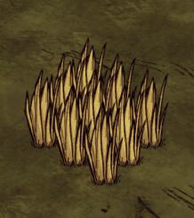 飢荒 (Don't Starve) 連線版地圖邏輯結構與地圖構成分析詳解