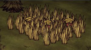 飢荒 (Don't Starve) 陷阱與設施說明與破解方法