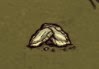 飢荒 (Don't Starve) 全材料作用分享