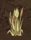 飢荒 (Don't Starve) 全材料作用分享