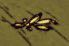 飢荒 (Don't Starve) 全材料作用分享