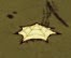 飢荒 (Don't Starve) 全材料作用分享