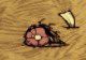 飢荒 (Don't Starve) 全材料作用分享