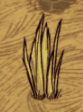 飢荒 (Don't Starve) 怪物與植物相關資料